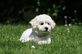 BICHON FRISE 620